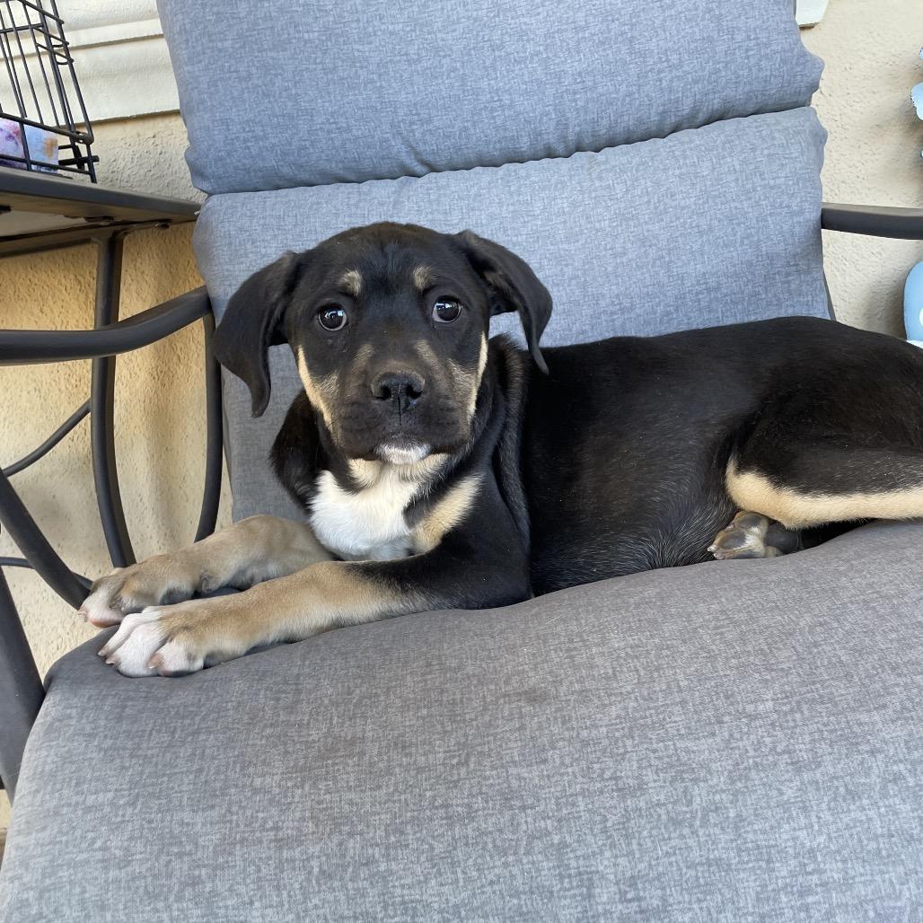 Enlarge Stan, a Adoptable mixed breed in Tucson, AZ image 1/3