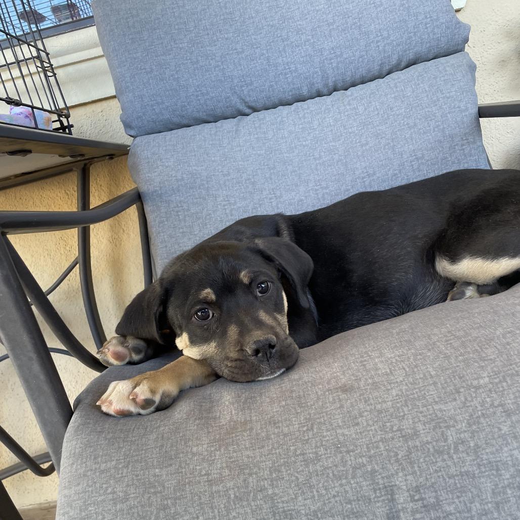 Enlarge Stan, a Adoptable mixed breed in Tucson, AZ image 2/3