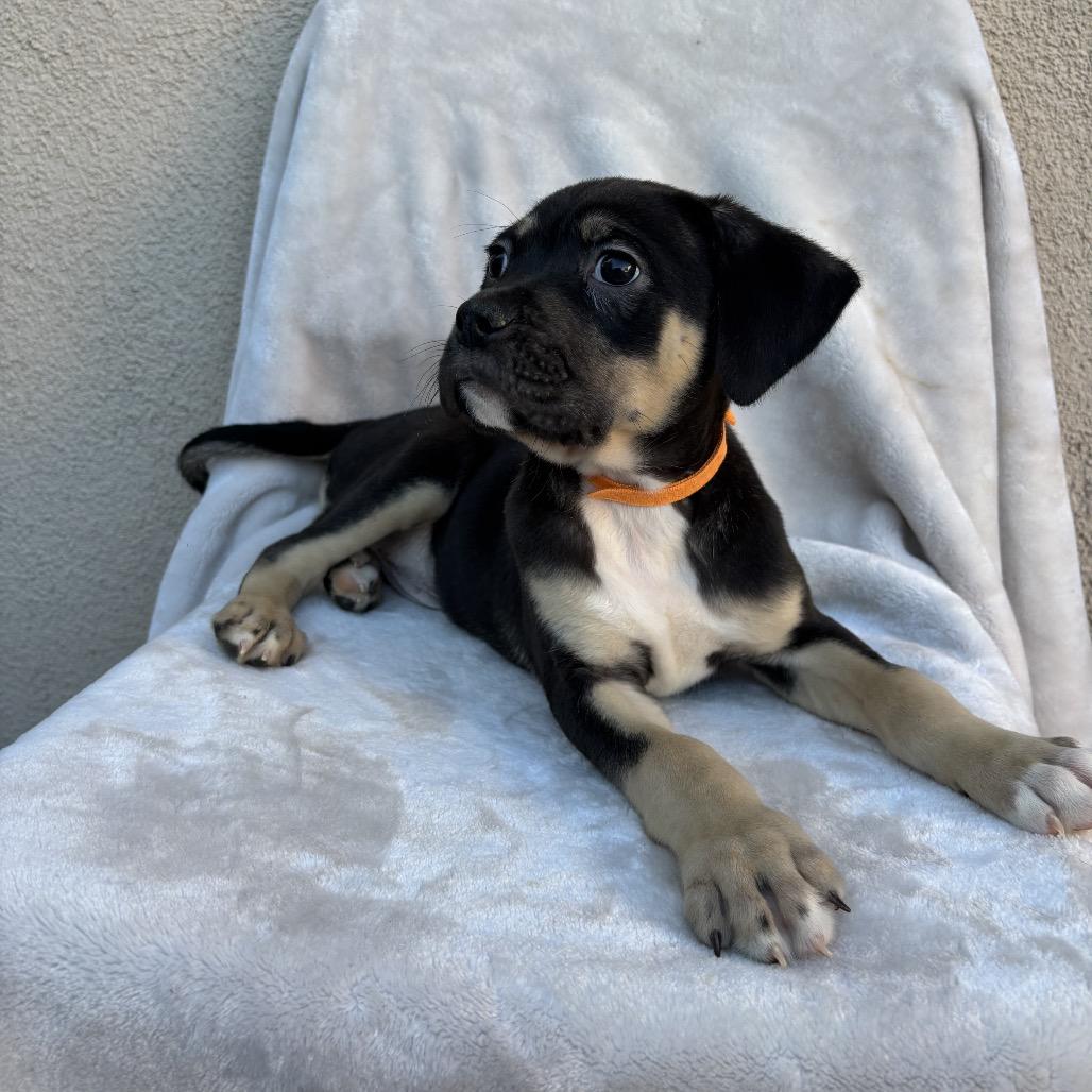 Enlarge Stan, a Adoptable mixed breed in Tucson, AZ image 3/3