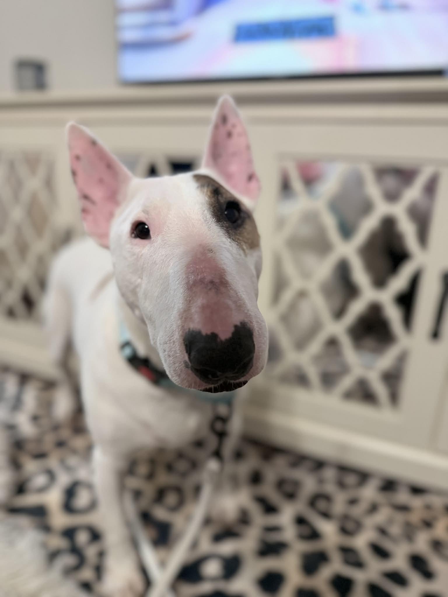 26-004 Hamilton aka Hammy, Adoptable, Adult Male Bull Terrier.