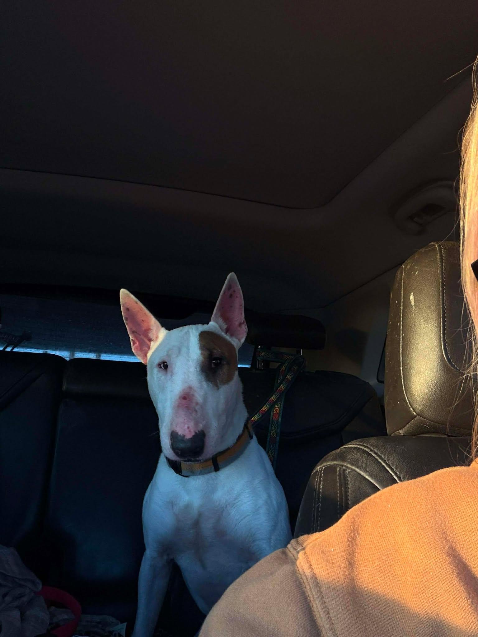 26-004 Hamilton aka Hammy, Adoptable, Adult Male Bull Terrier.