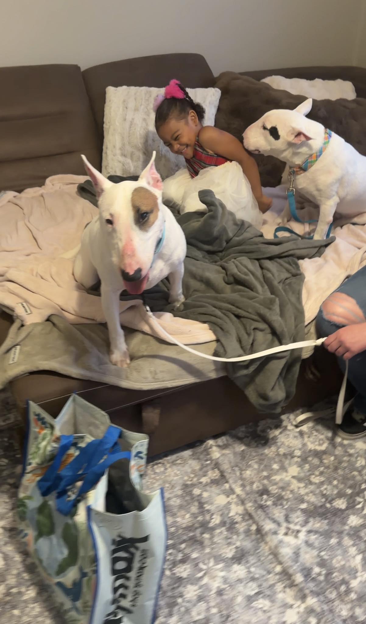 Enlarge 26-004 Hamilton aka Hammy, a Adoptable Bull Terrier in St. Peters, MO image 2/3