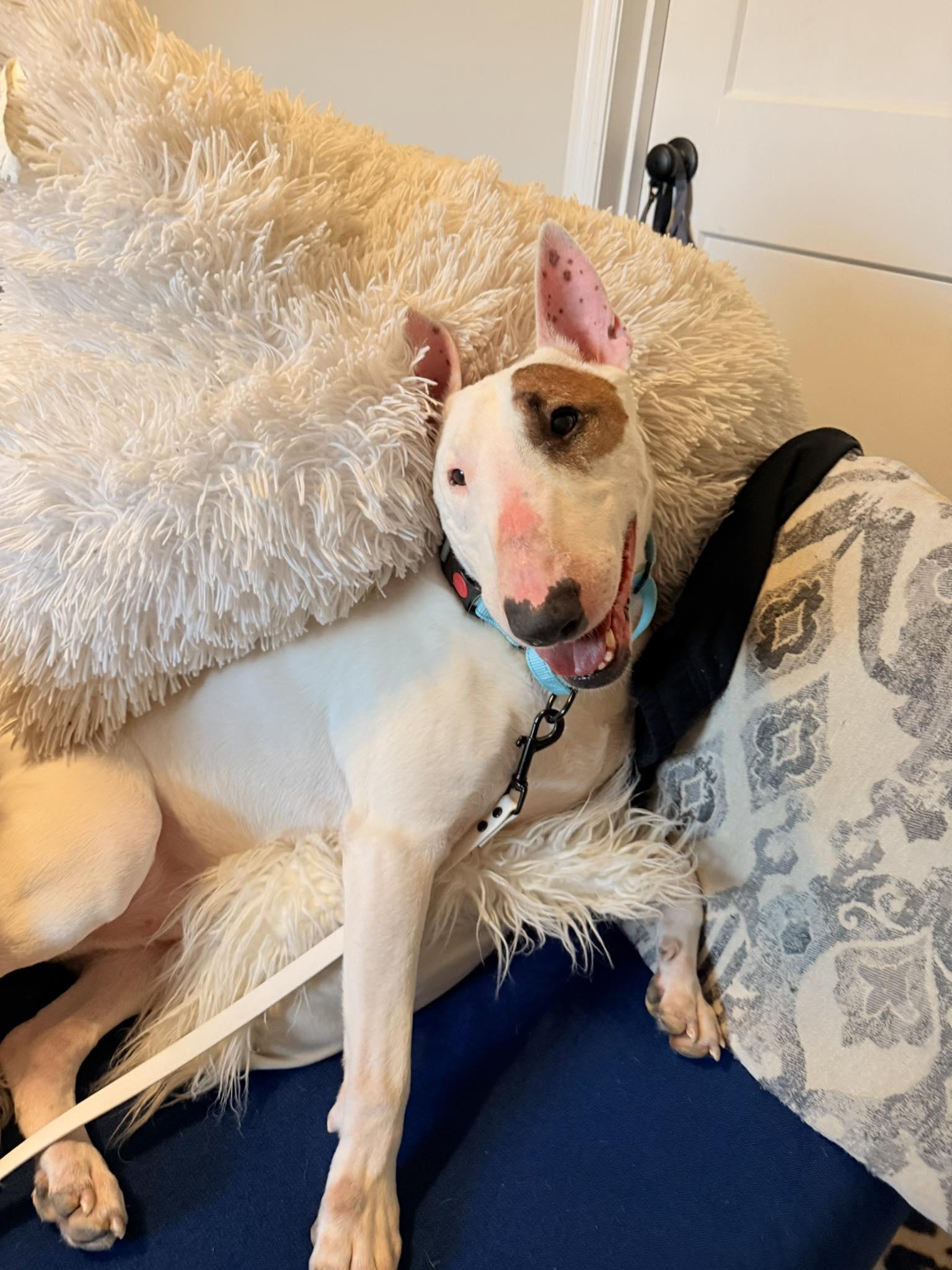 Enlarge 26-004 Hamilton aka Hammy, a Adoptable Bull Terrier in St. Peters, MO image 3/3