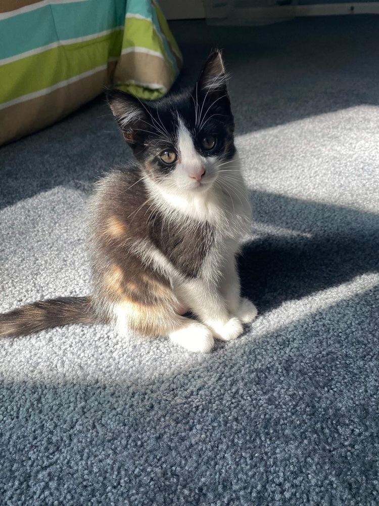 Oliver & Co.: Georgette, a Adoptable mixed breed in Warren, CT image 2/6