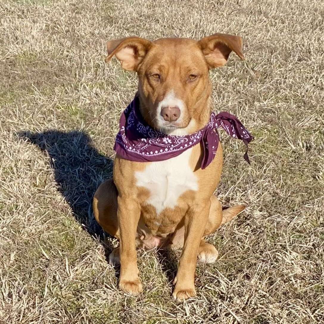 Enlarge Jewels, a ADOPTABLE Mixed Breed in Northwood, NH image 2/5