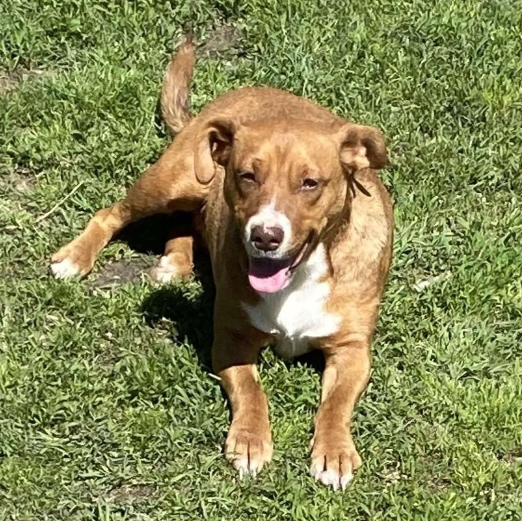 Jewels, ADOPTABLE, Adult Female Mixed Breed.