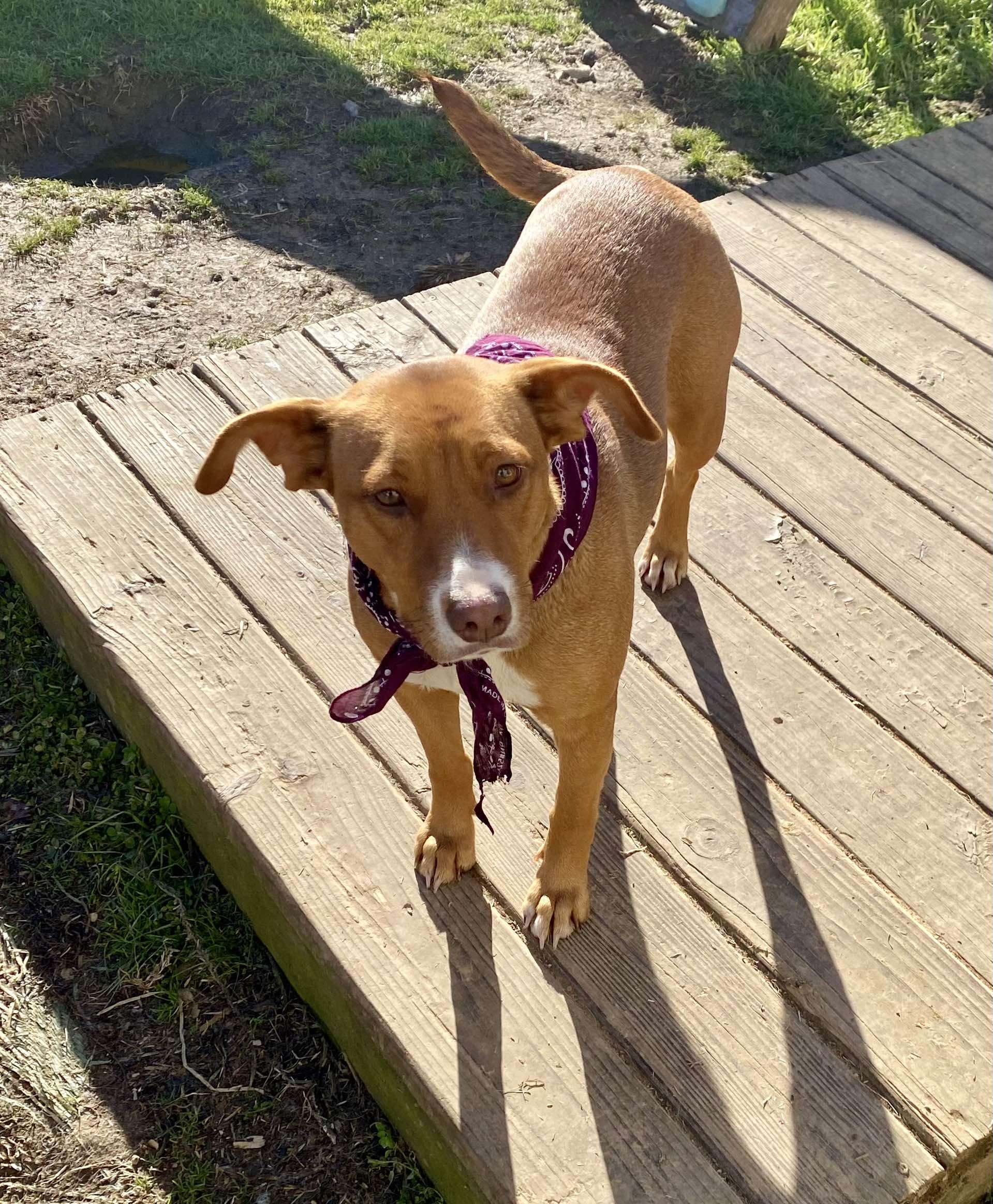 Enlarge Jewels, a ADOPTABLE Mixed Breed in Northwood, NH image 5/5