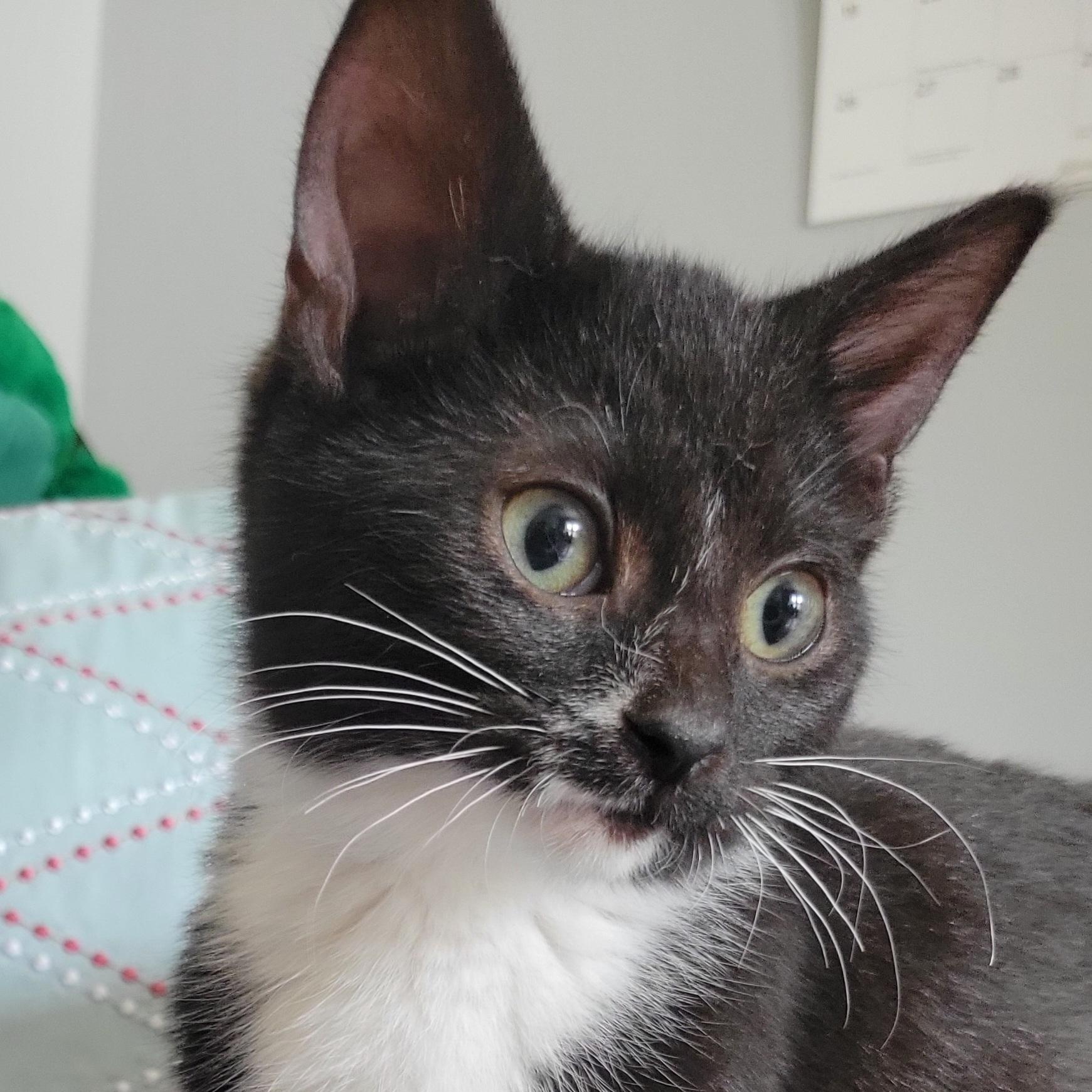 Apple Cinnamon Cheerio, a Adoptable Domestic Short Hair in Swartz Creek, MI image 1/4