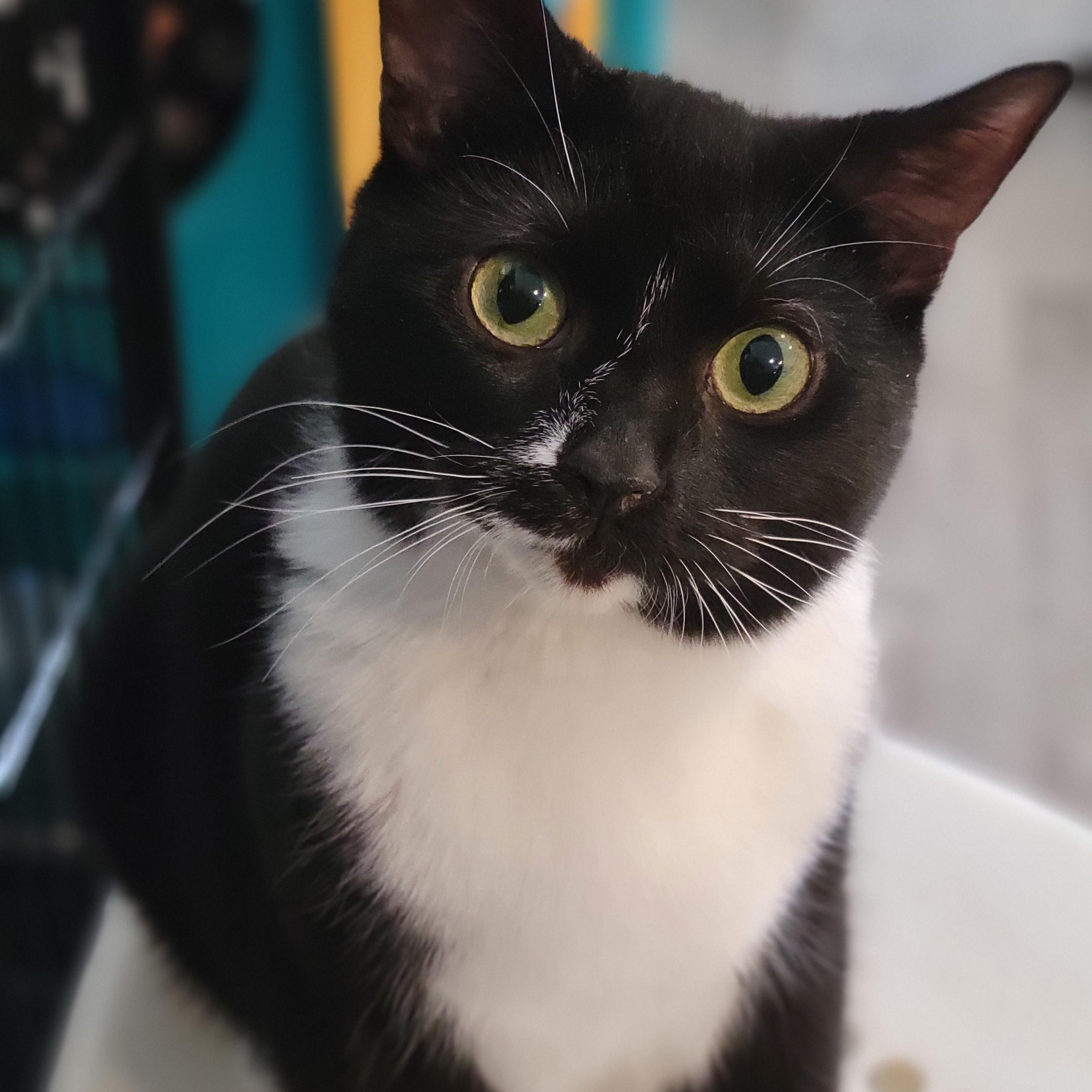 Apple Cinnamon Cheerio, a Adoptable Domestic Short Hair in Swartz Creek, MI image 1/5