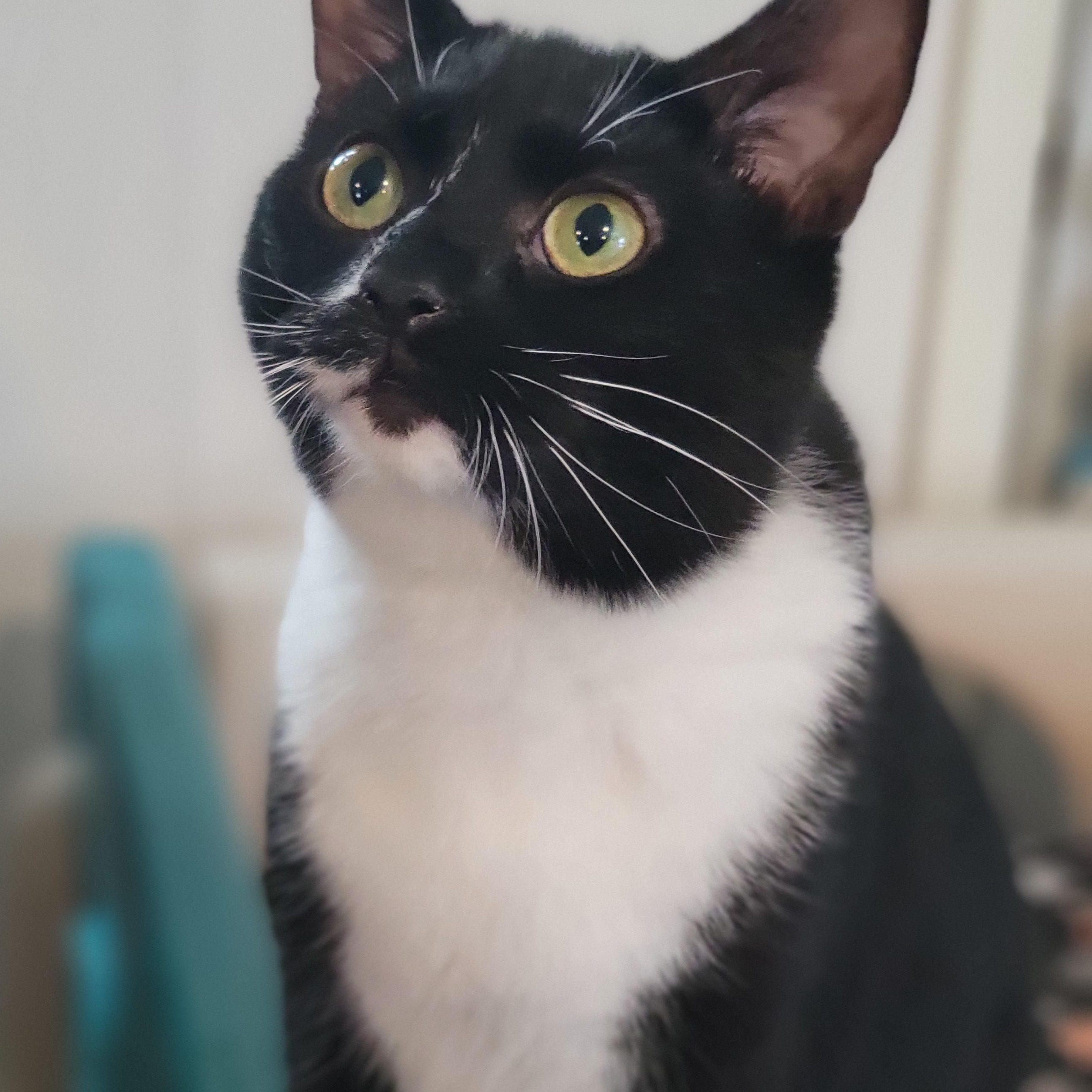 Apple Cinnamon Cheerio, a Adoptable Domestic Short Hair in Swartz Creek, MI image 3/5