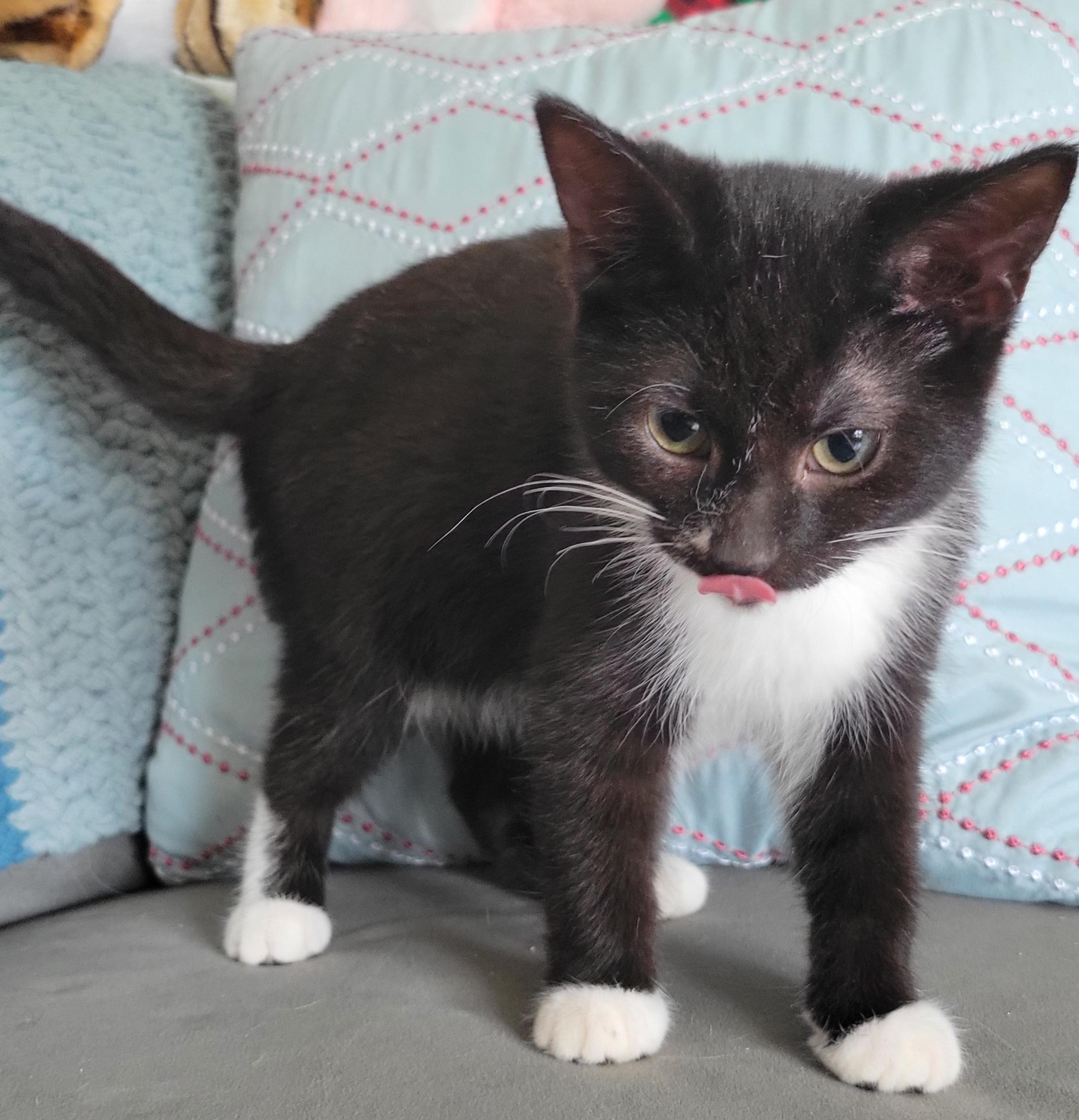 Apple Cinnamon Cheerio, a Adoptable Domestic Short Hair in Swartz Creek, MI image 2/4