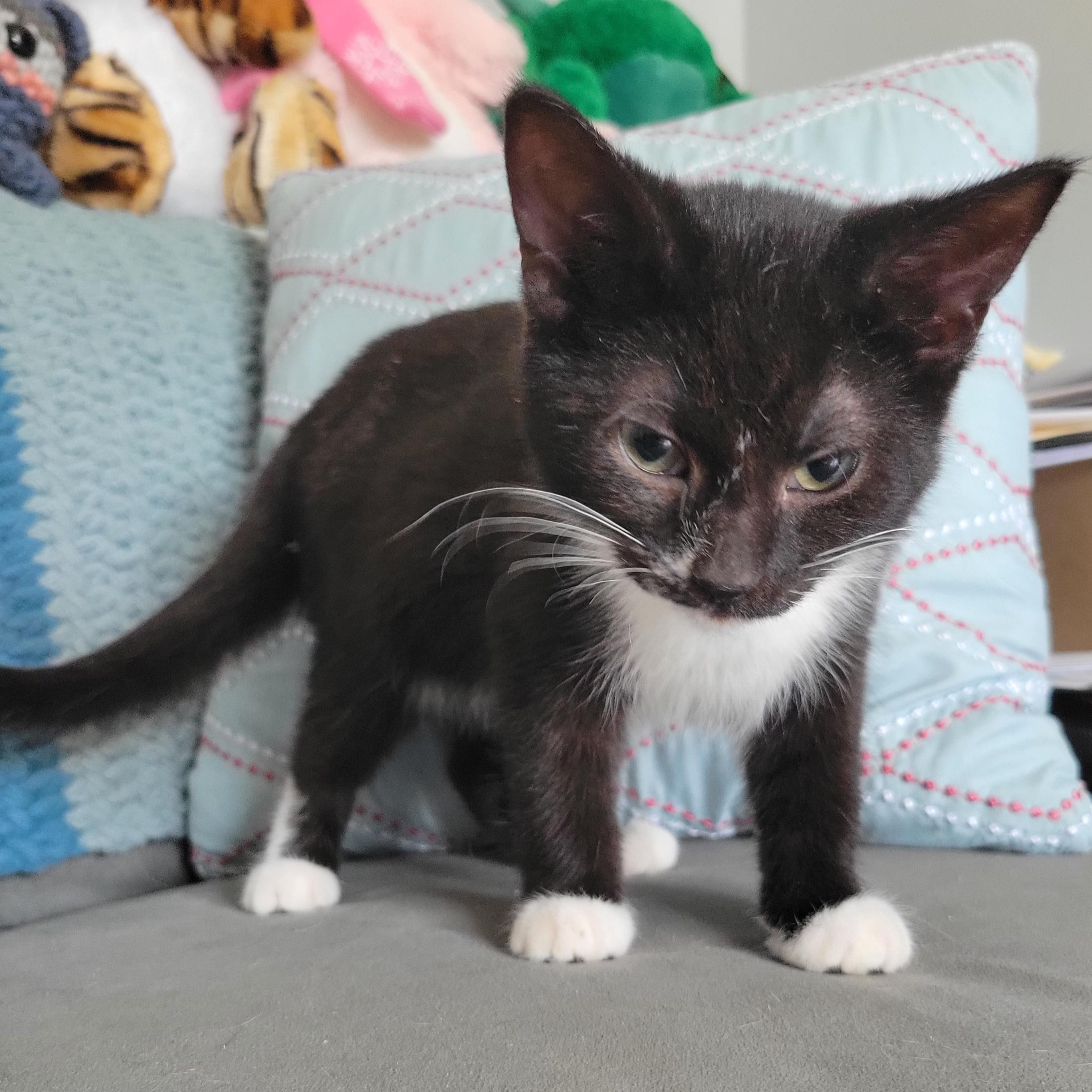 Apple Cinnamon Cheerio, a Adoptable Domestic Short Hair in Swartz Creek, MI image 3/4