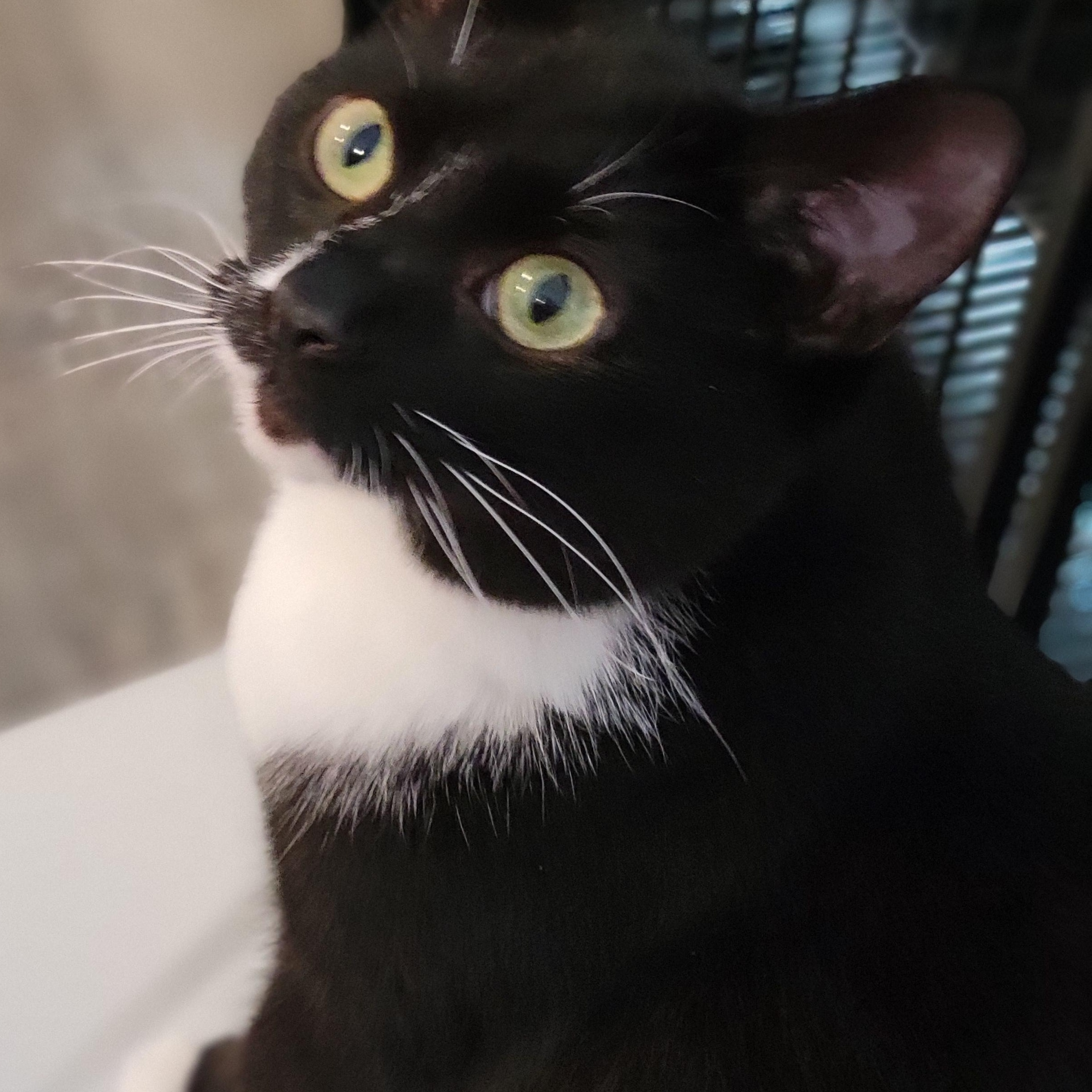 Apple Cinnamon Cheerio, a Adoptable Domestic Short Hair in Swartz Creek, MI image 2/5