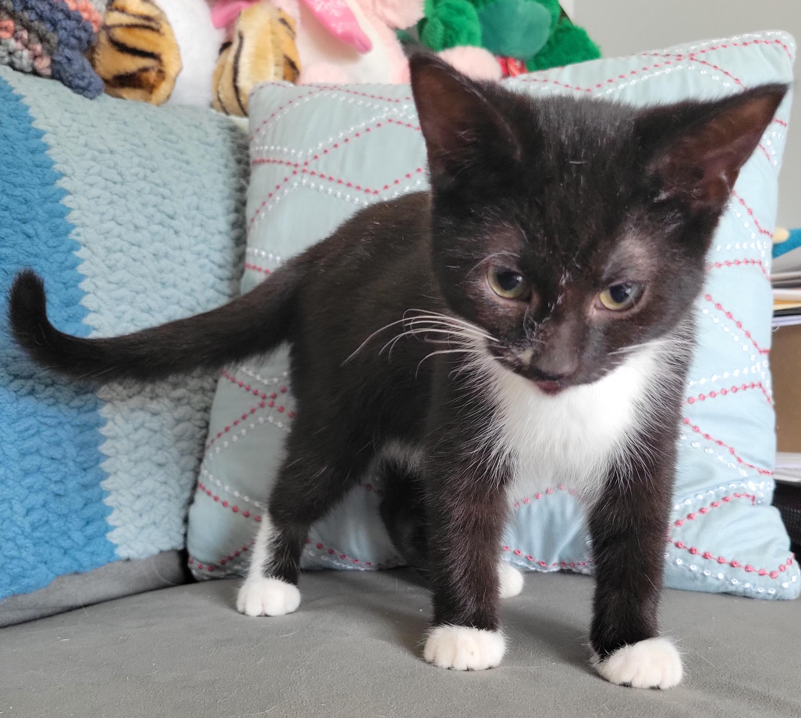 Apple Cinnamon Cheerio, a Adoptable Domestic Short Hair in Swartz Creek, MI image 4/4