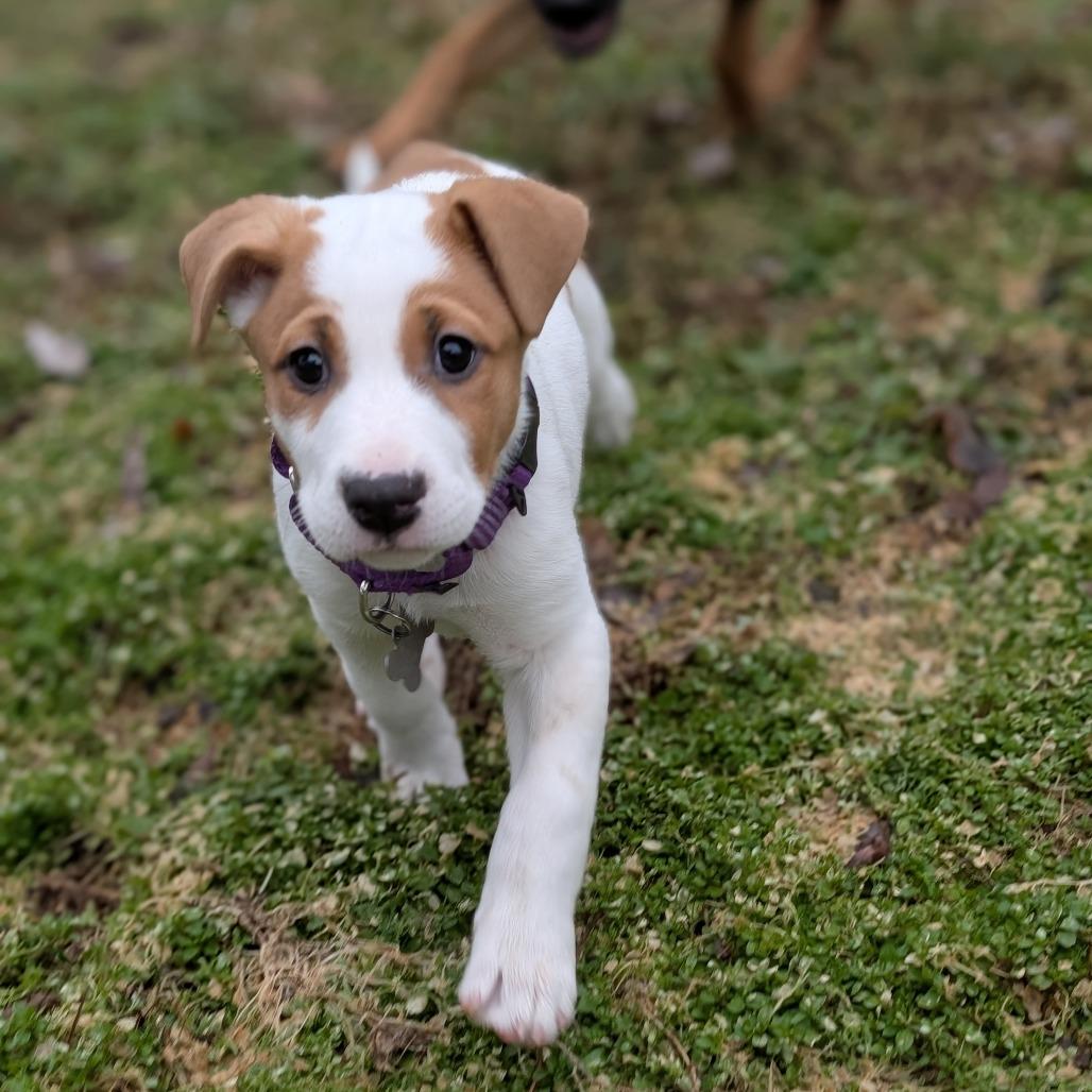 Enlarge Pixie, a Adoptable mixed breed in La Grange, KY image 1/6