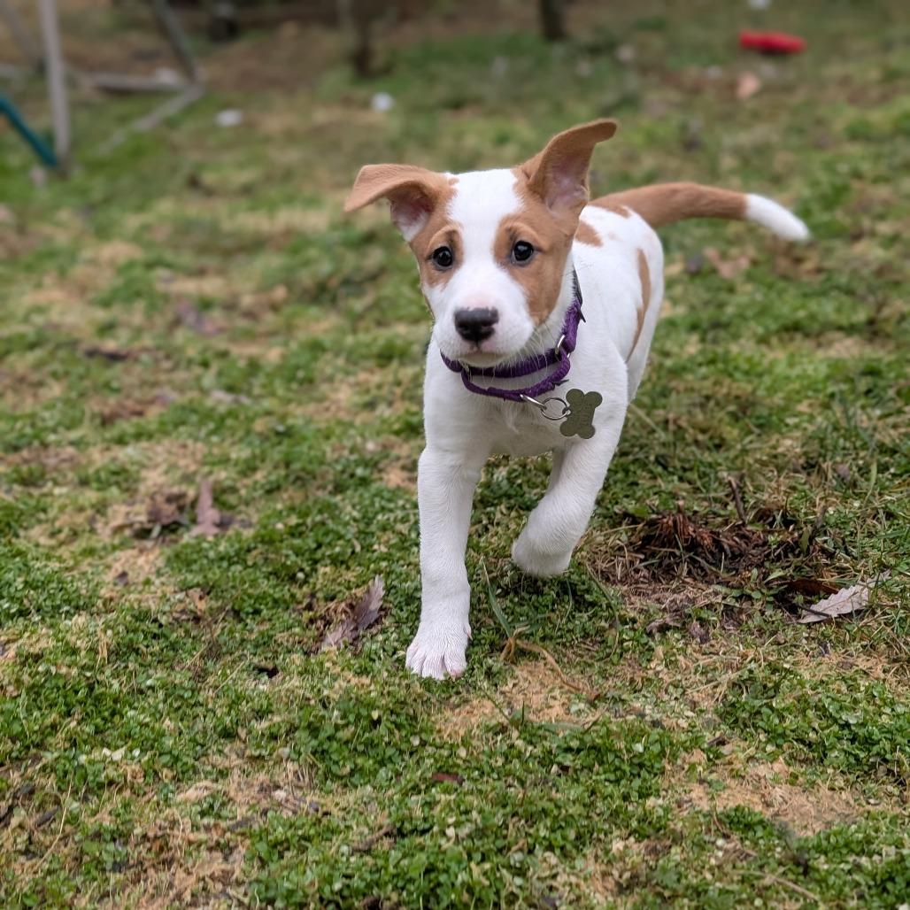 Enlarge Pixie, a Adoptable mixed breed in La Grange, KY image 2/6