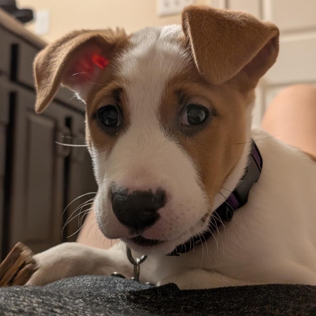 Enlarge Pixie, a Adoptable mixed breed in La Grange, KY image 3/6