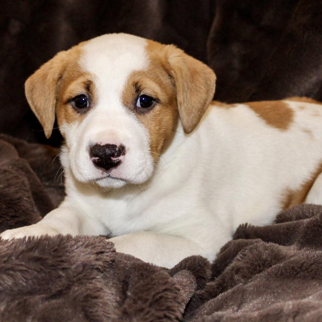 Enlarge Pixie, a Adoptable mixed breed in La Grange, KY image 6/6