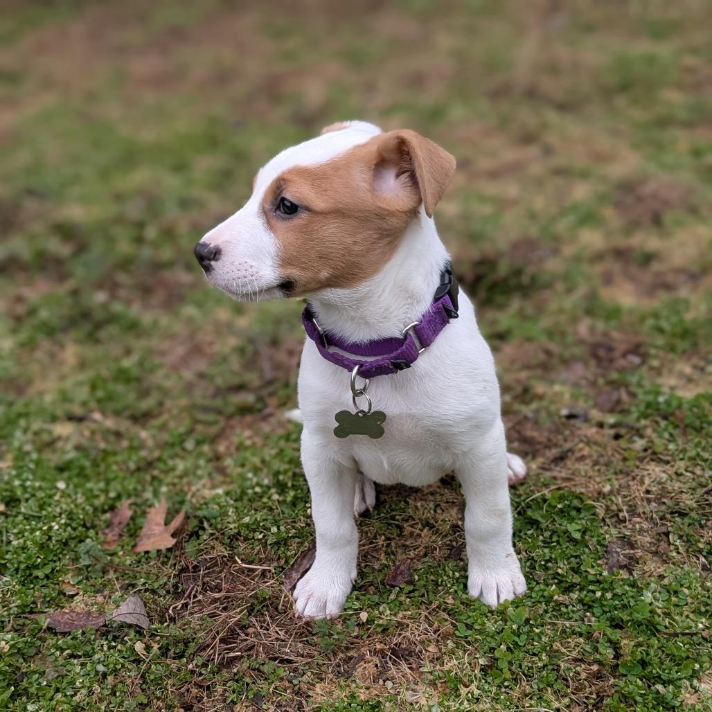 Enlarge Pixie, a Adoptable mixed breed in La Grange, KY image 4/6