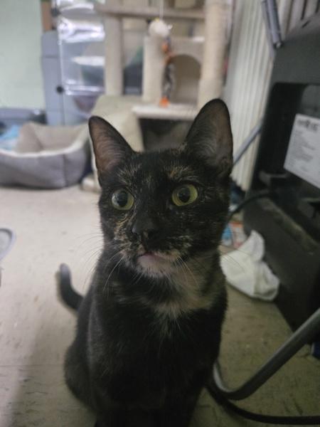 Enlarge Blanket, a Adoptable mixed breed in New York, NY image 1/6