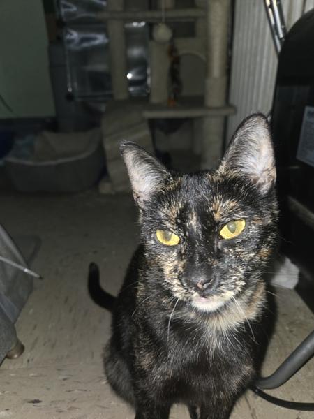 Blanket, Adoptable, Adult Female Domestic Short Hair.
