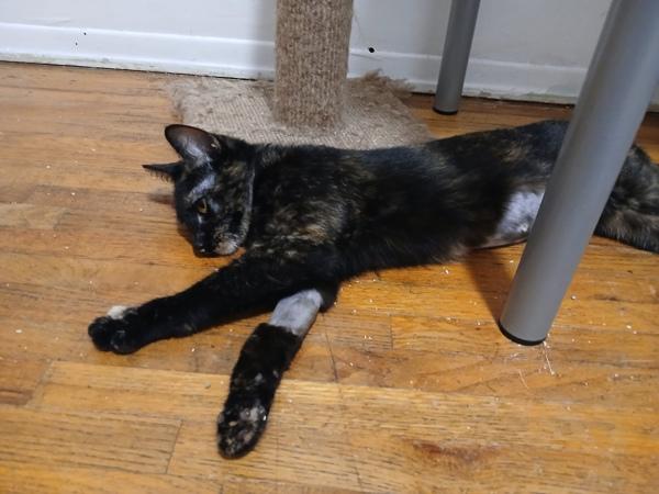 Enlarge Blanket, a Adoptable mixed breed in New York, NY image 2/6