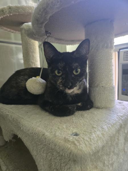 Enlarge Blanket, a Adoptable mixed breed in New York, NY image 3/6