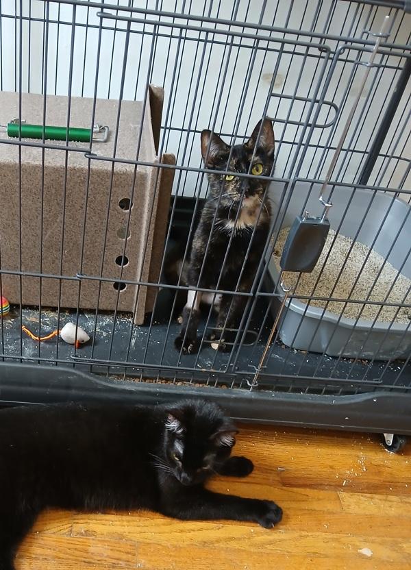 Enlarge Blanket, a Adoptable mixed breed in New York, NY image 6/6