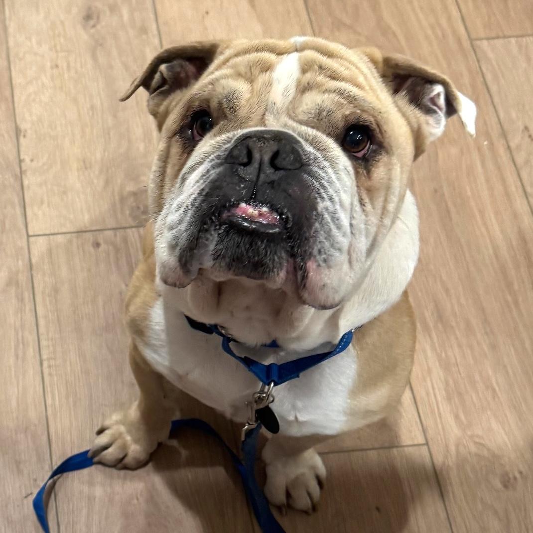 Toby, adopted, Adult Male English Bulldog.