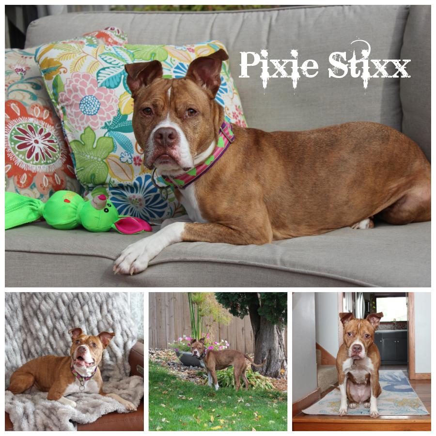 Pixie Stixx, Senior Female Terrier