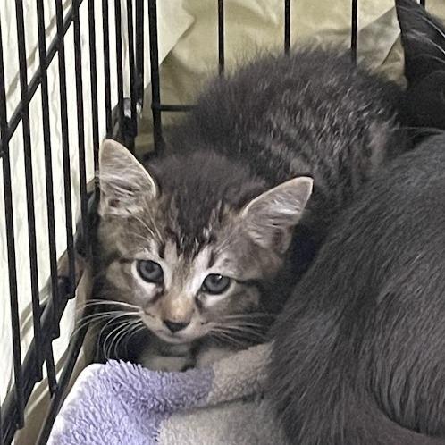 Enlarge 1461-C26, a Adoptable Domestic Short Hair in Port Charlotte, FL image 1/1