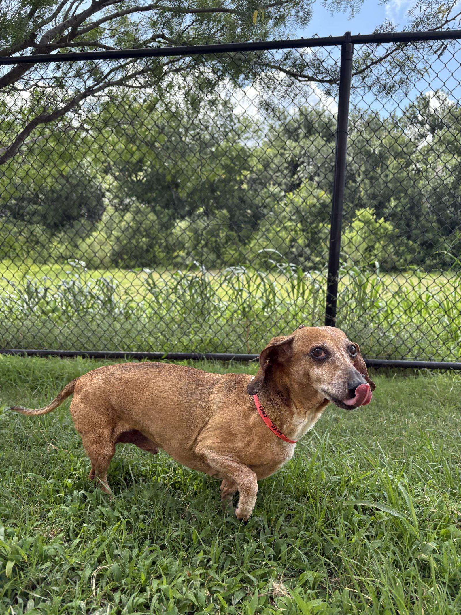 Mr. T, Adoptable, Senior Male Dachshund.