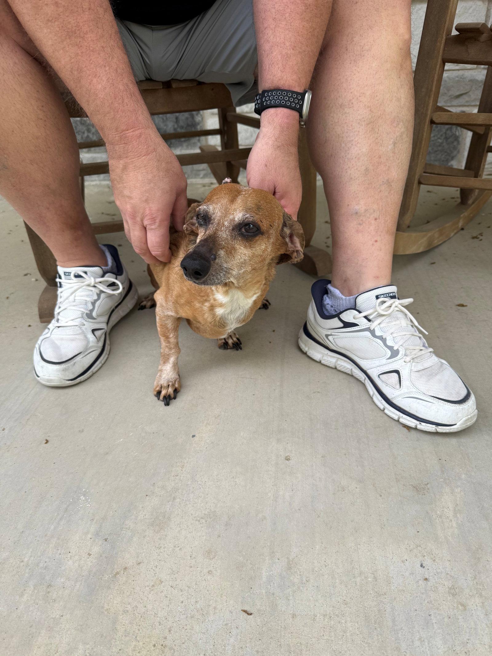 Enlarge Mr. T, a Adoptable Dachshund in Austin, TX image 1/1