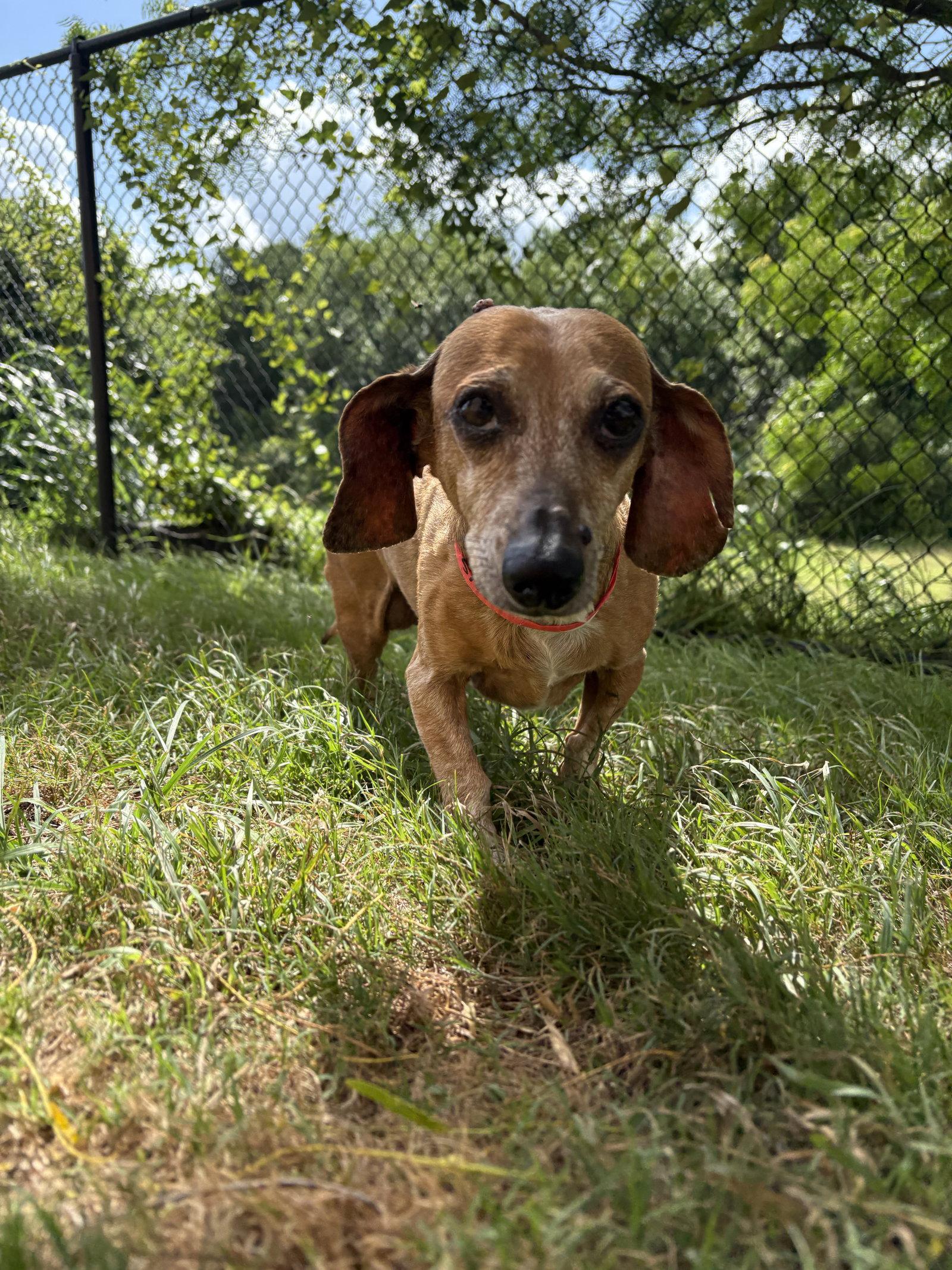Enlarge Mr. T, a Adoptable Dachshund in Austin, TX image 2/3