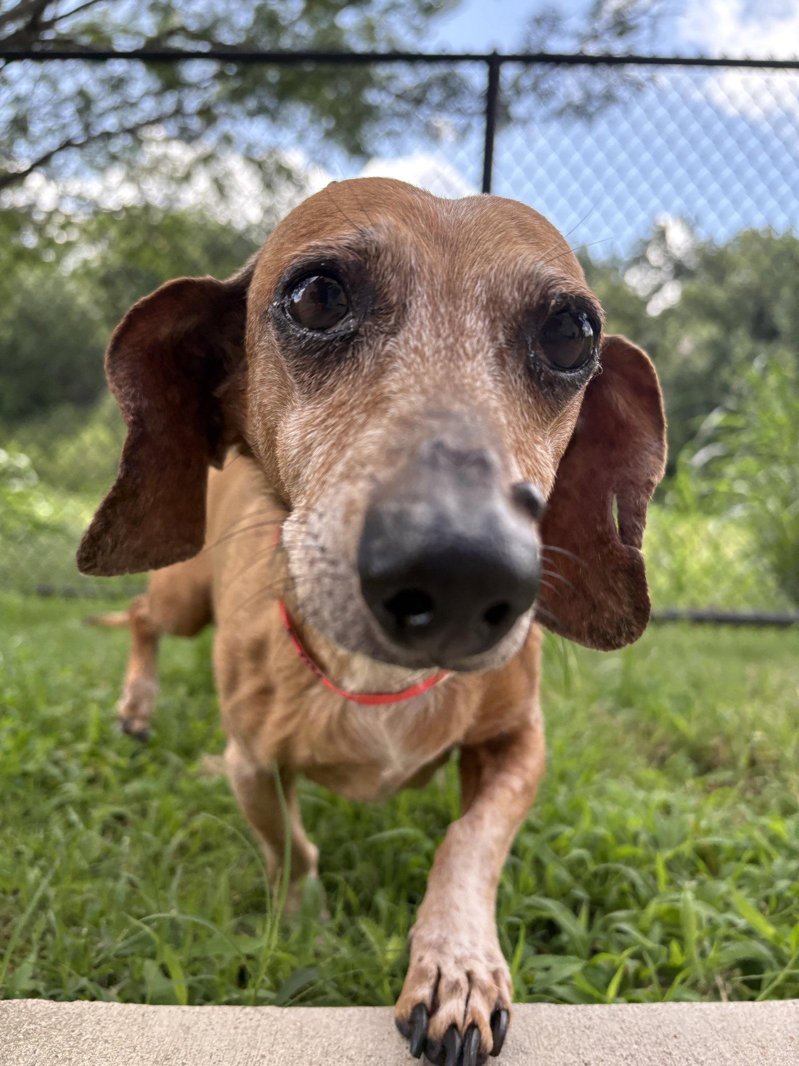 Enlarge Mr. T, a Adoptable Dachshund in Austin, TX image 3/3