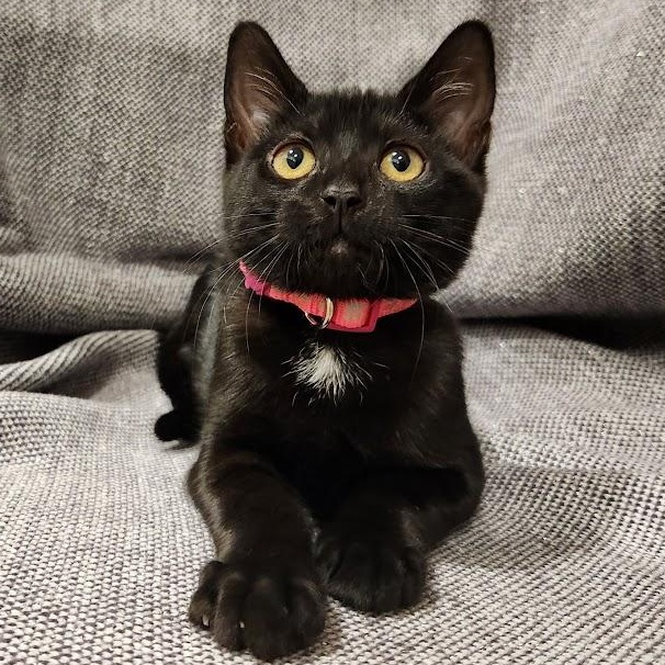 Jackie, Adoptable, Kitten Female Domestic Short Hair.