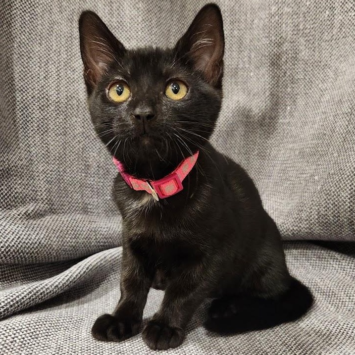 Enlarge Jackie, a Adoptable mixed breed in Sacramento, CA image 3/3