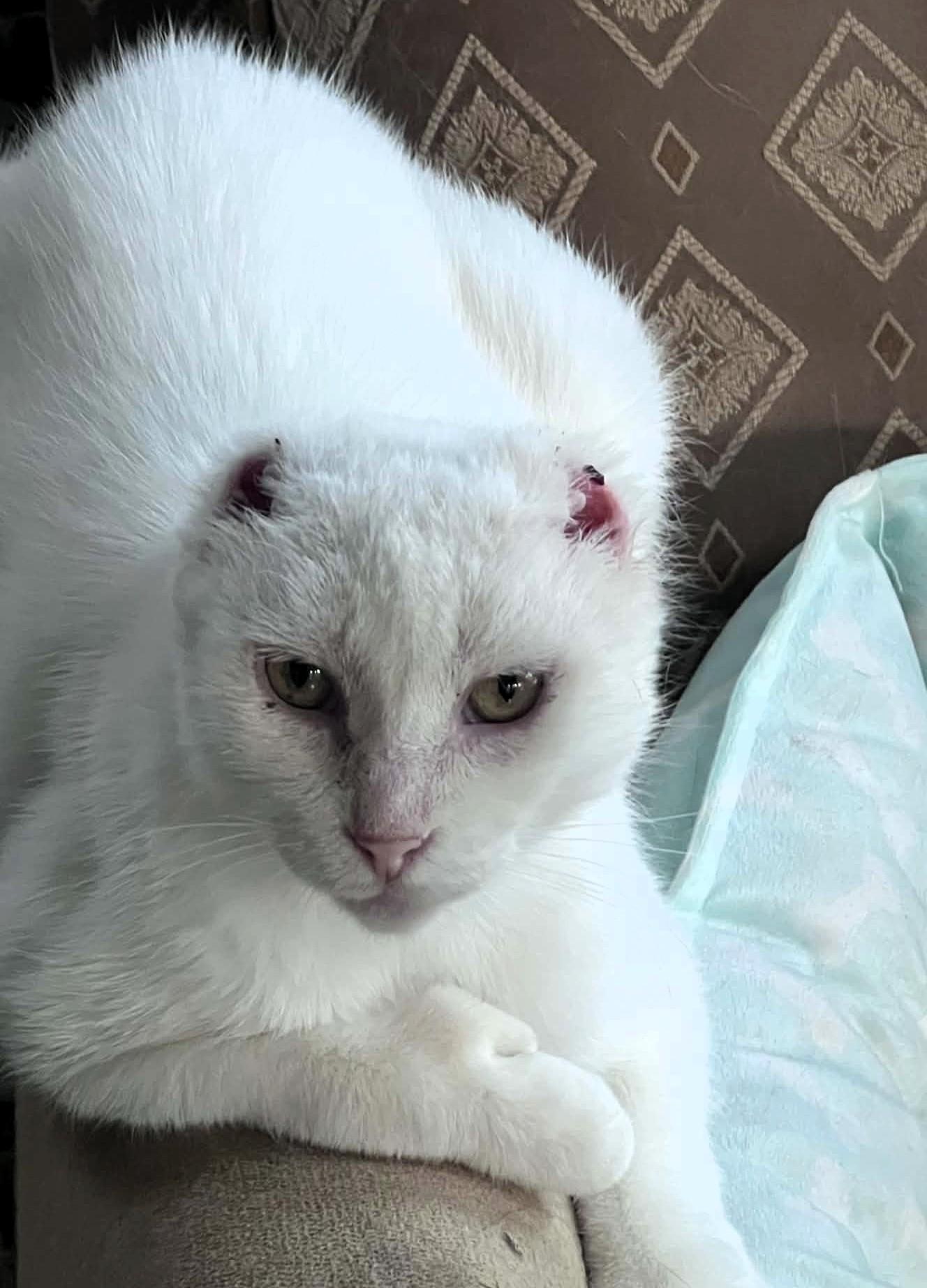 Enlarge Adira, a Adoptable Extra-Toes Cat / Hemingway Polydactyl in Hamilton, ON image 5/6