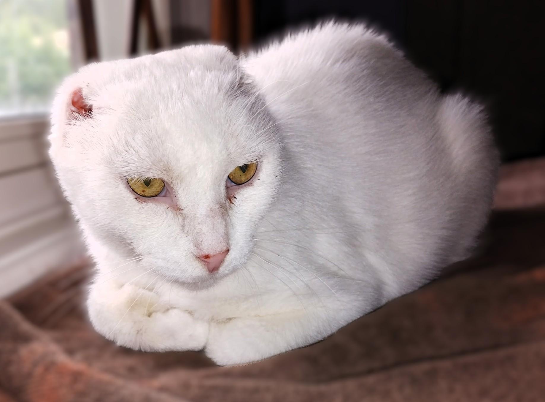 Adira, Adoptable, Adult Female Extra-Toes Cat / Hemingway Polydactyl.