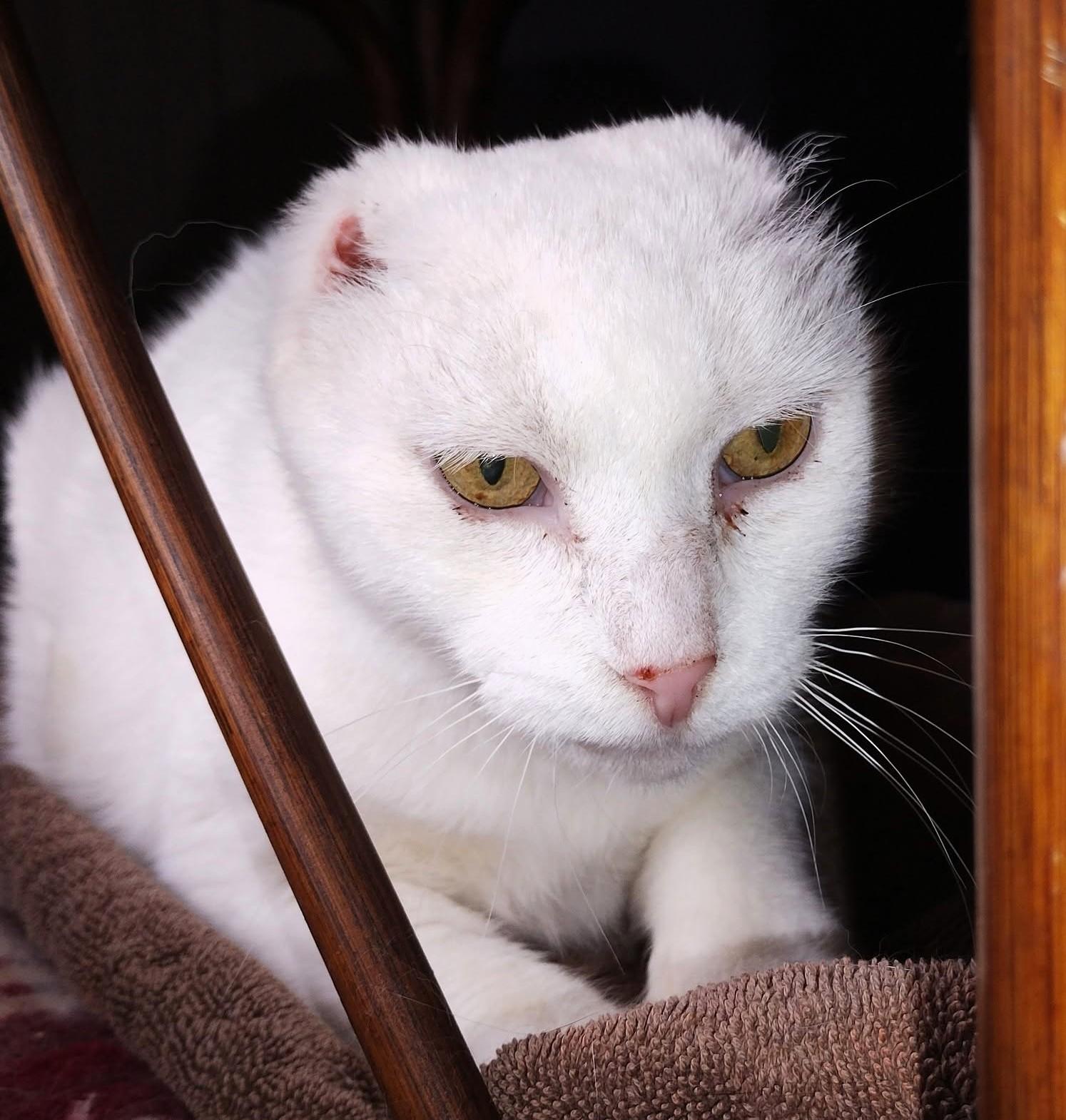 Enlarge Adira, a Adoptable Extra-Toes Cat / Hemingway Polydactyl in Hamilton, ON image 3/6