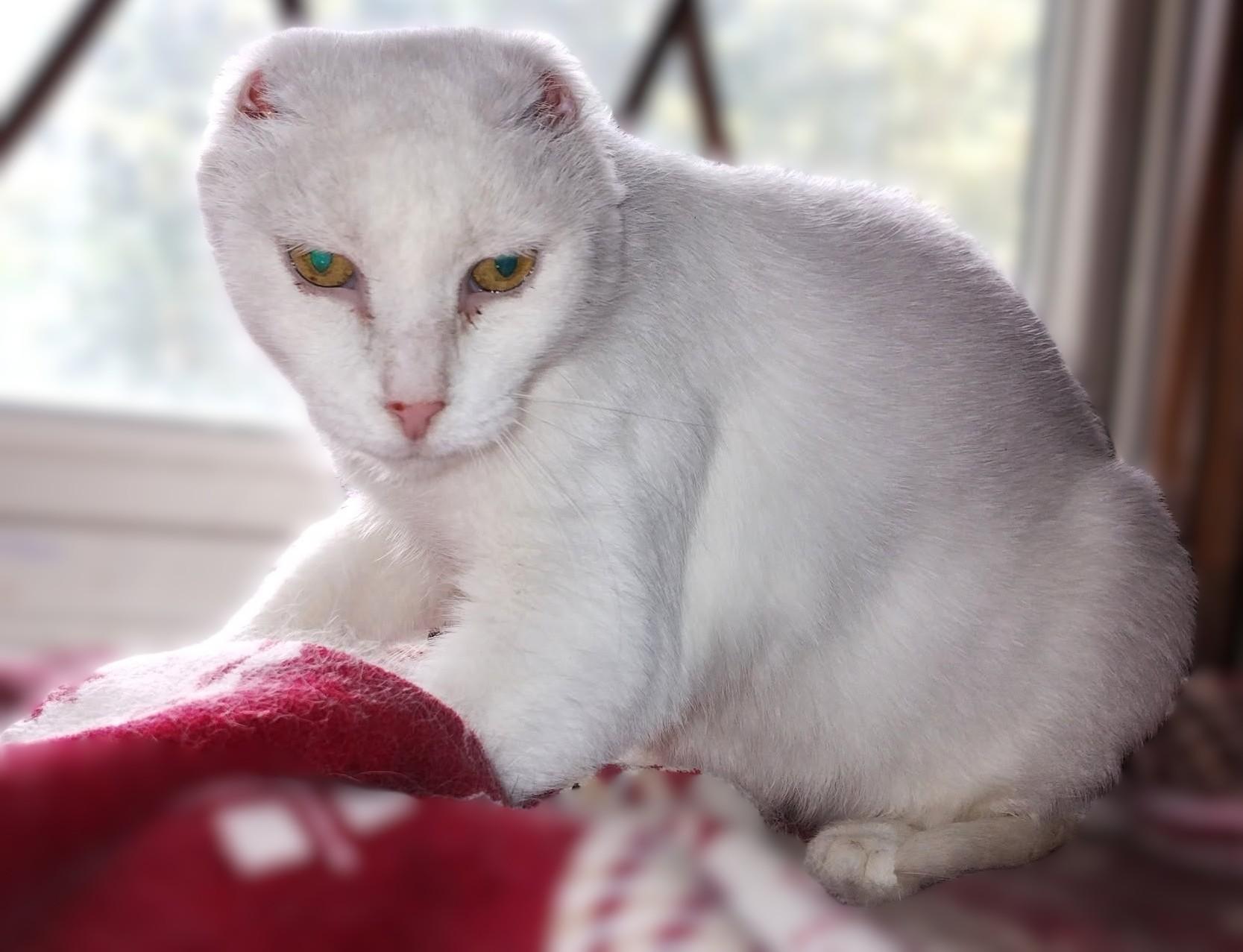 Enlarge Adira, a Adoptable Extra-Toes Cat / Hemingway Polydactyl in Hamilton, ON image 4/6