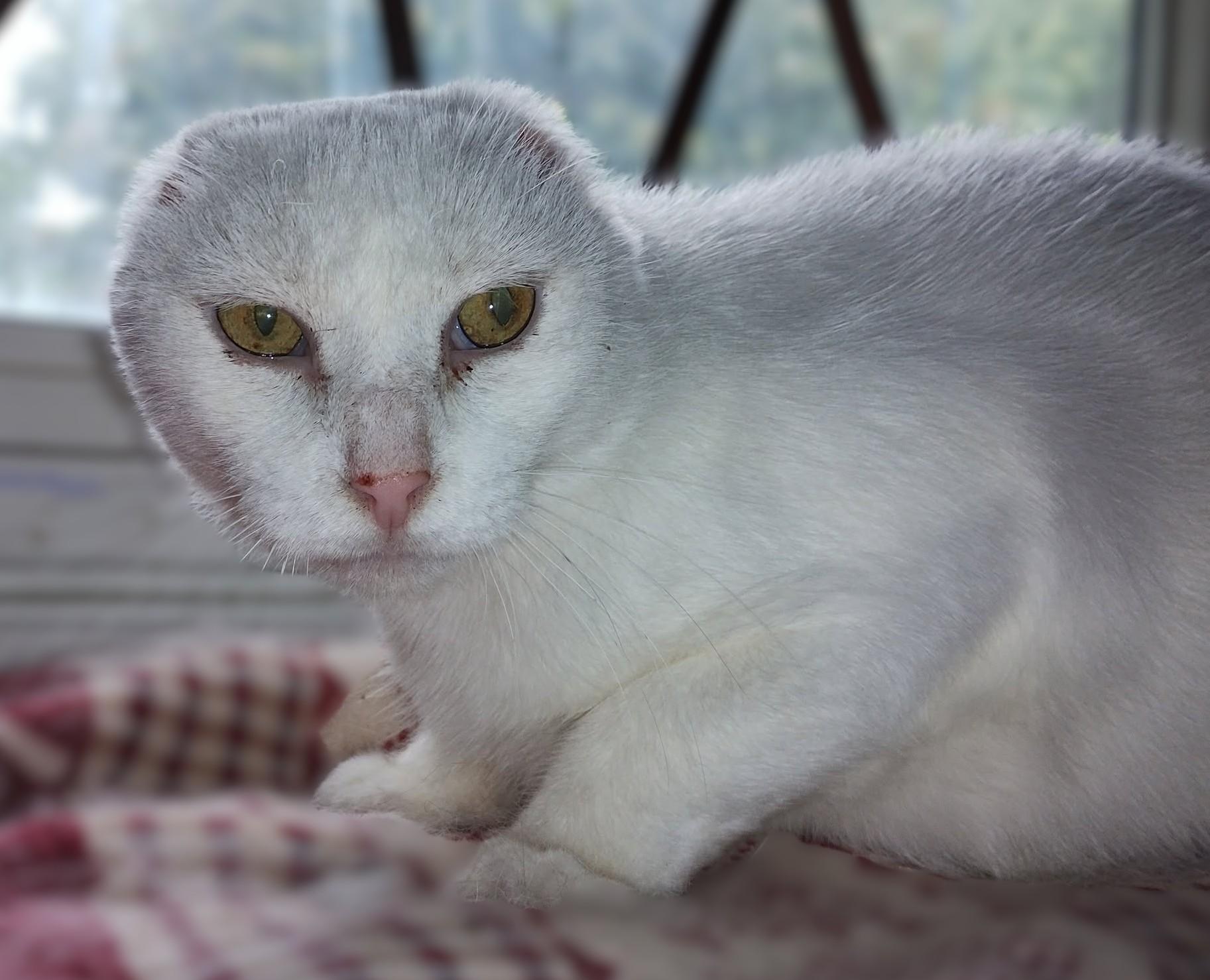 Enlarge Adira, a Adoptable Extra-Toes Cat / Hemingway Polydactyl in Hamilton, ON image 2/6