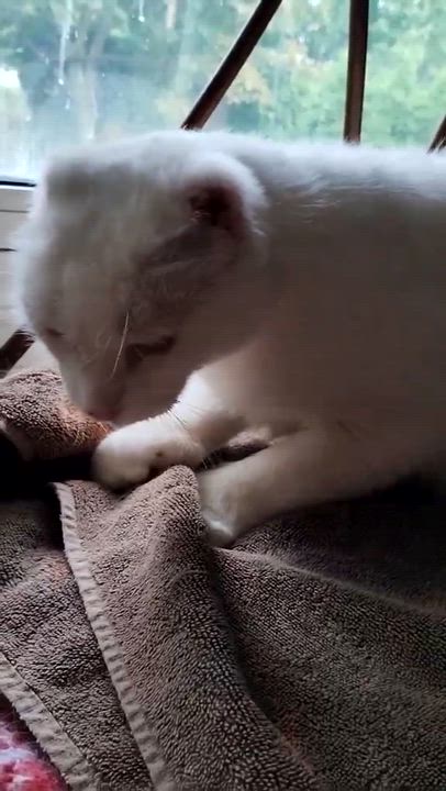 Enlarge Adira, a Adoptable Extra-Toes Cat / Hemingway Polydactyl in Hamilton, ON video 6/6