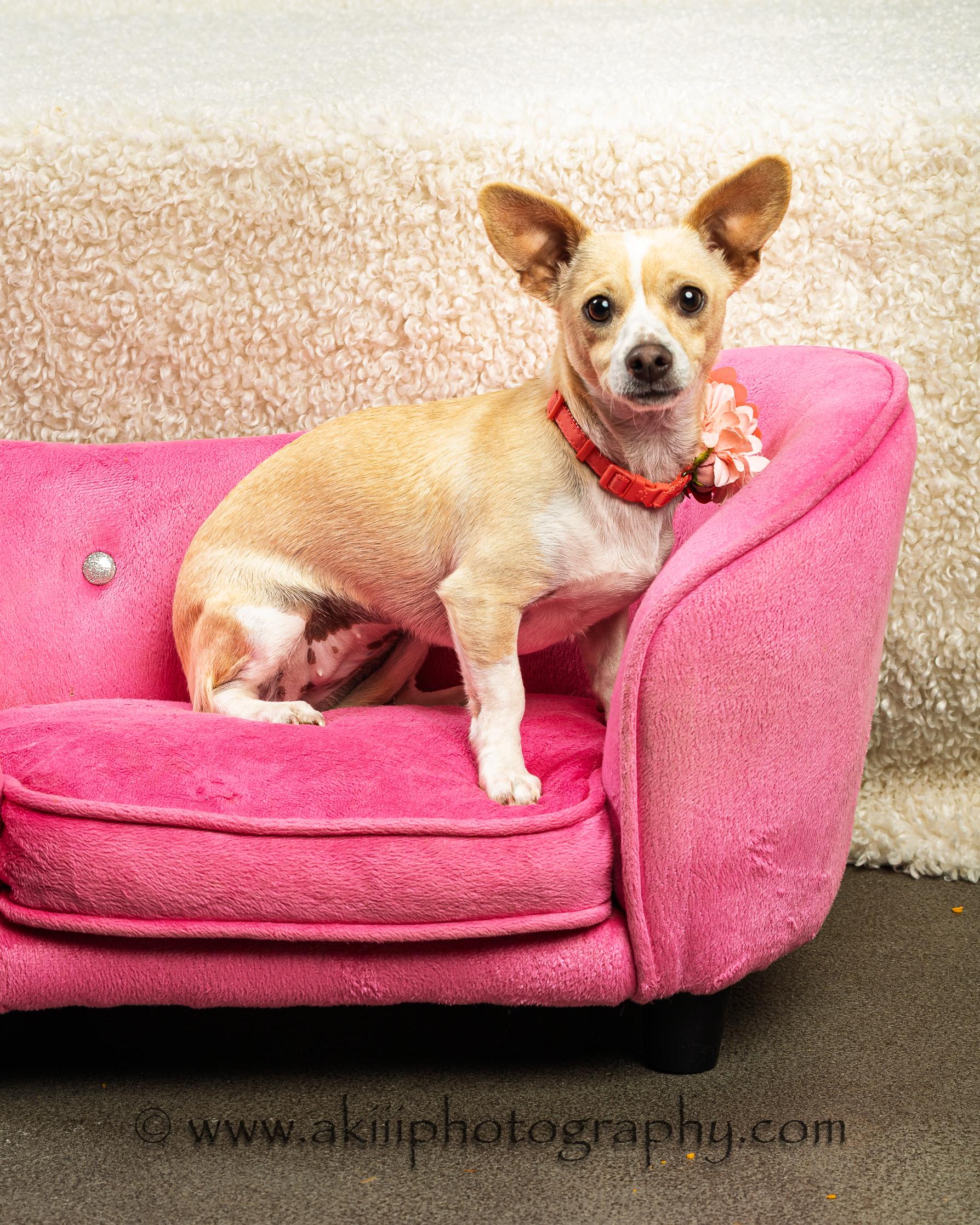 Enlarge MiMi, a ADOPTABLE Chiweenie in Plano, TX image 1/5