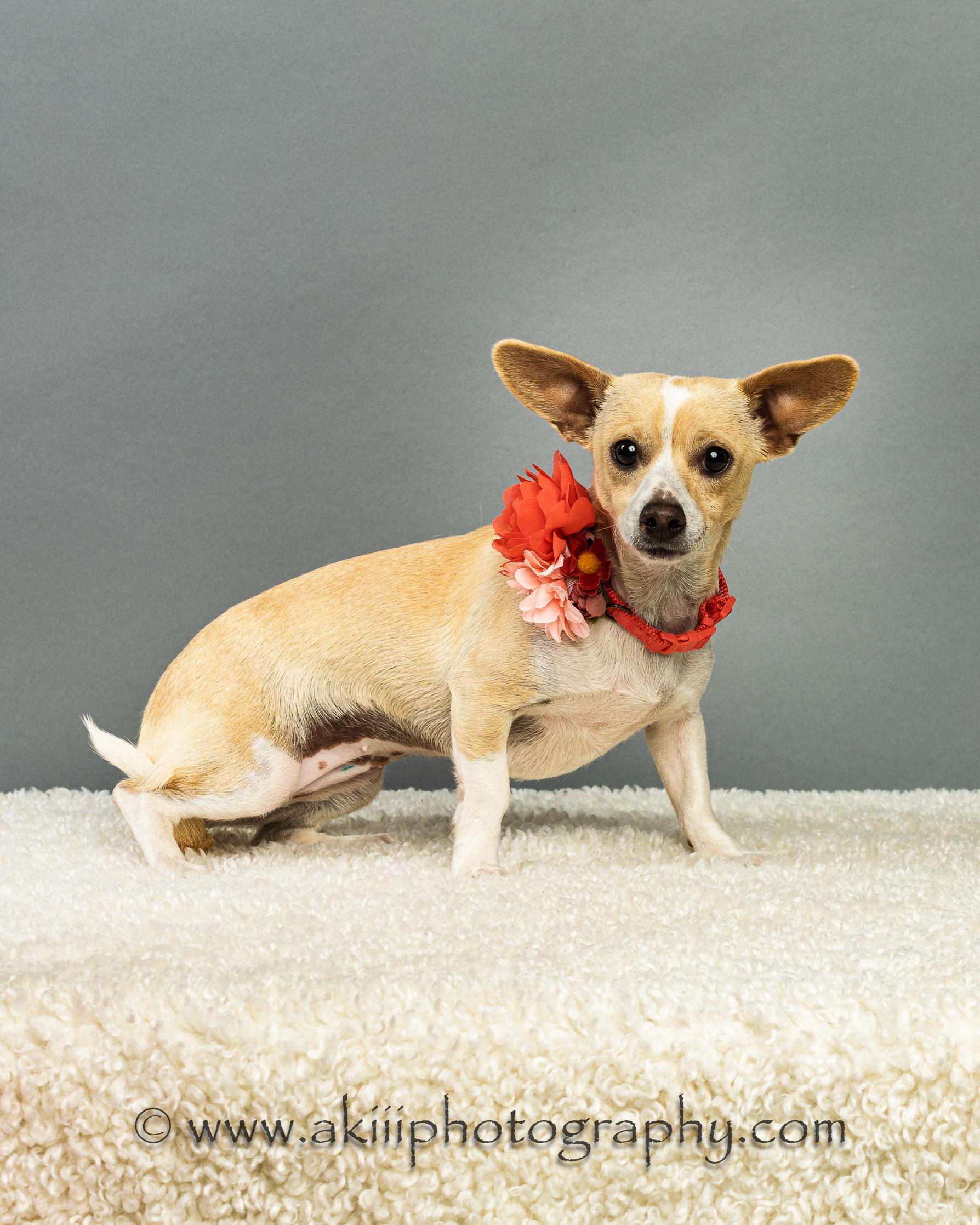 Enlarge MiMi, a ADOPTABLE Chiweenie in Plano, TX image 2/5