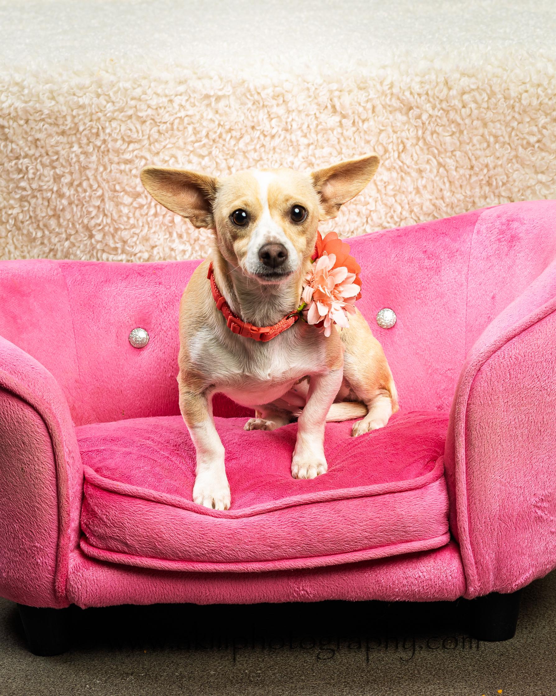 Enlarge MiMi, a ADOPTABLE Chiweenie in Plano, TX image 3/5