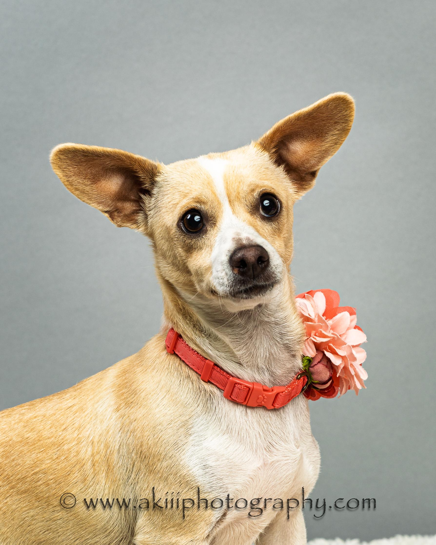 Enlarge MiMi, a ADOPTABLE Chiweenie in Plano, TX image 4/5