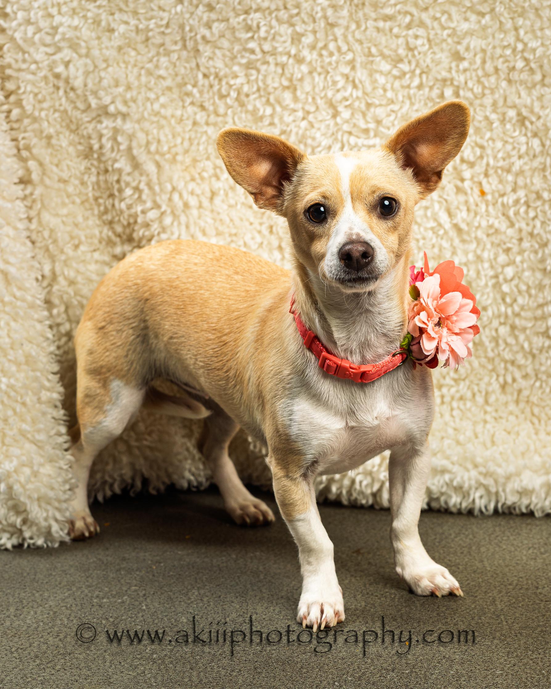 Enlarge MiMi, a ADOPTABLE Chiweenie in Plano, TX image 5/5