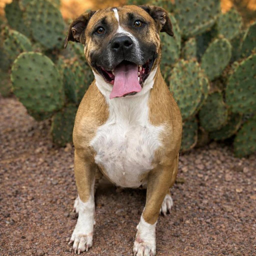 Nala II, Adoptable, Adult Female Terrier & Cane Corso.