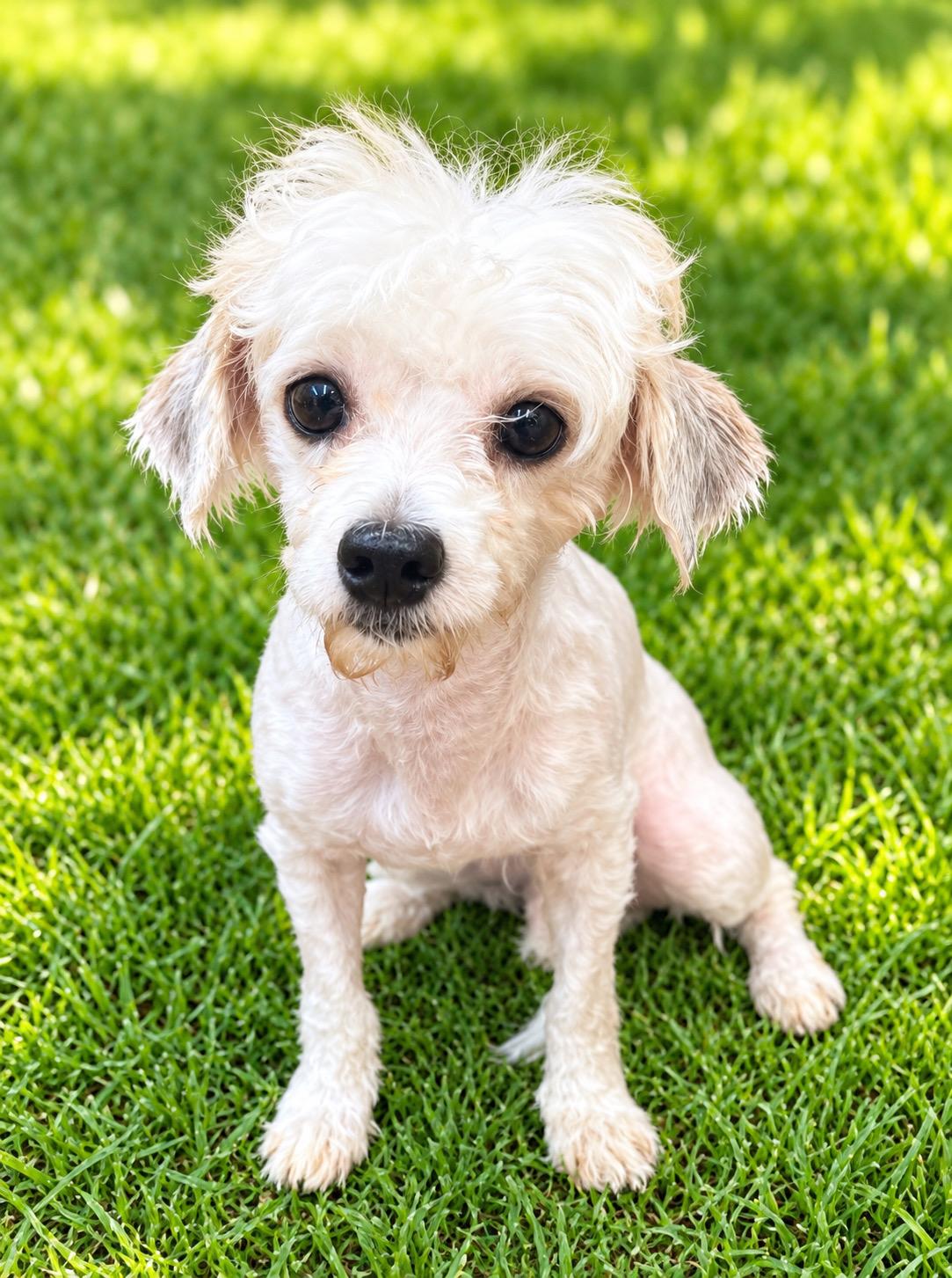 Charlie 0238, Adoptable, Adult Male Maltese.